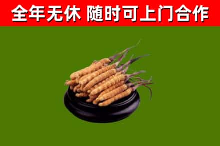 平谷区回收冬虫夏草